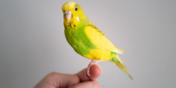 Vogel en vakantie