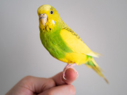 Vogel en vakantie
