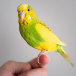 Vogel en vakantie
