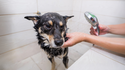 Hond die gewassen wordt in de douche.