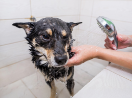 Hond die gewassen wordt in de douche.