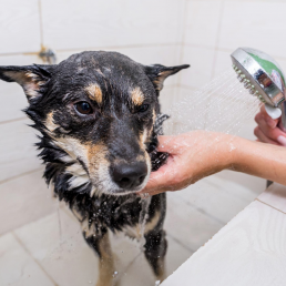 Hond die gewassen wordt in de douche.