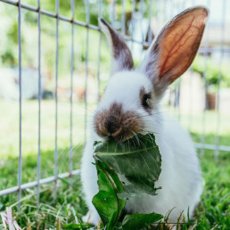 De leukste konijnennamen