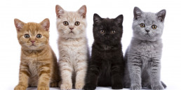 De leukste kattennamen!
