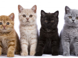 De leukste kattennamen!