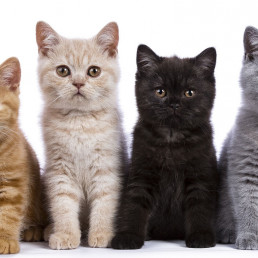 De leukste kattennamen!
