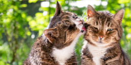 Mijn katten aan elkaar laten wennen