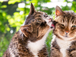 Mijn katten aan elkaar laten wennen