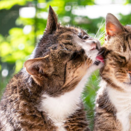 Mijn katten aan elkaar laten wennen