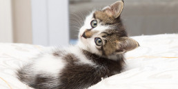 Niesziekte bij katten