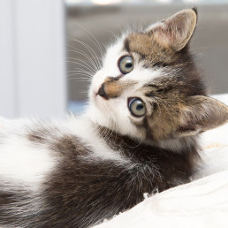 Niesziekte bij katten