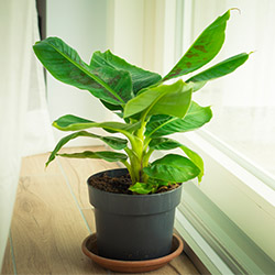 Bananenplant (musa ‘Dwarf Cavendish’)