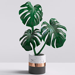 Gatenplant (monstera deliciosa)