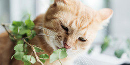 Giftige planten kat hond
