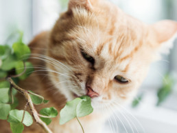 Giftige planten kat hond