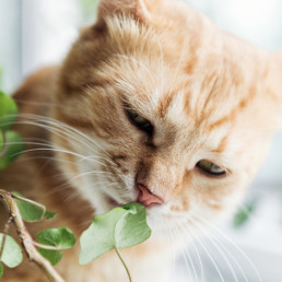 Giftige planten kat hond