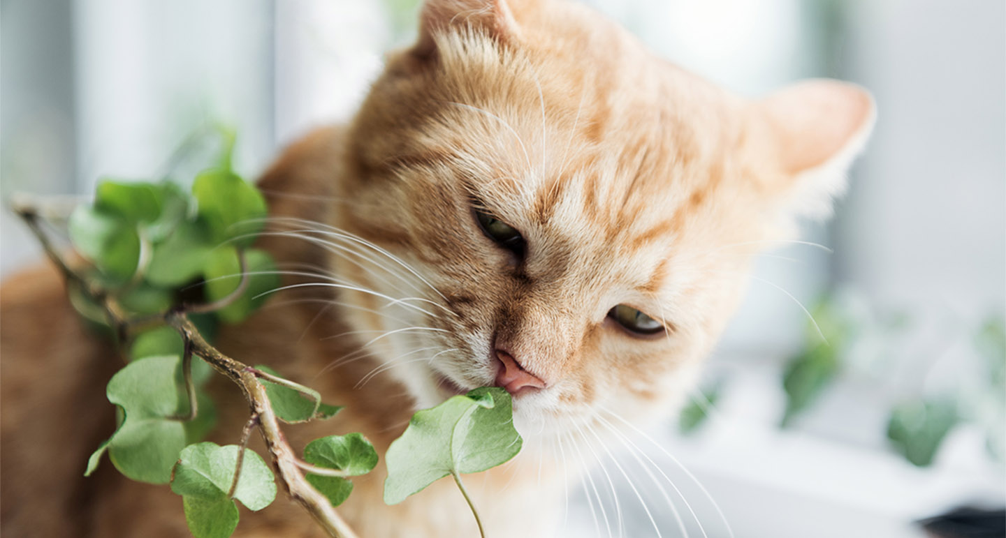 giftige-planten-kat-hond-pets-place