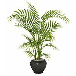 Goudpalm (dypsis lutescens)