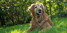 Oude hond