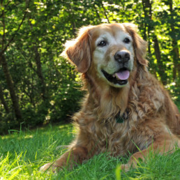 Oude hond