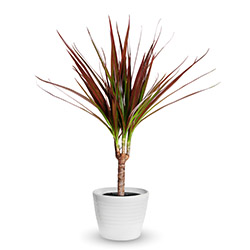 Drakenplant (dracaena)