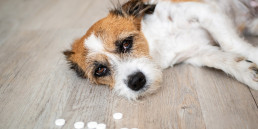 Giftig voor hond en kat