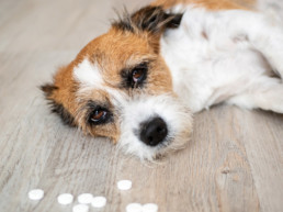 Giftig voor hond en kat