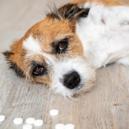 Giftig voor hond en kat