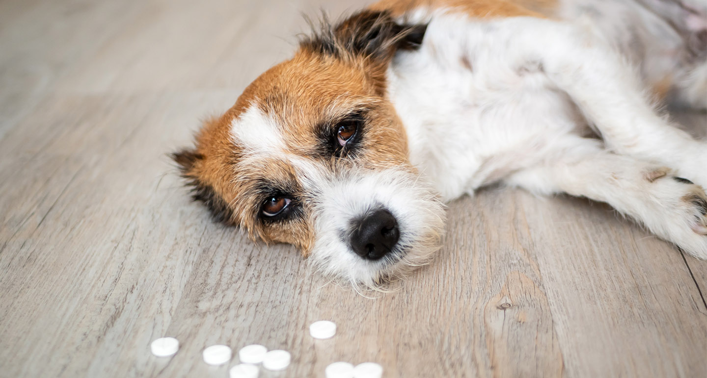 Giftig voor hond en kat Pets Place