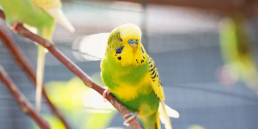 Giftig voor vogels