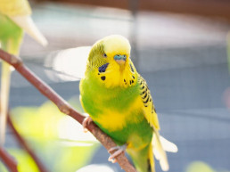 Giftig voor vogels