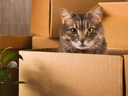 Kat verhuizen