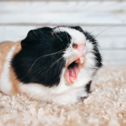 konijn knaagdier gebit