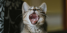 kat gebit