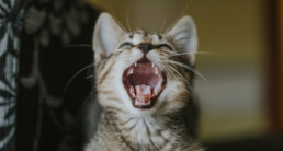 kat gebit
