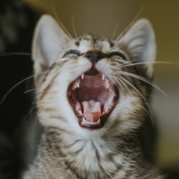 kat gebit