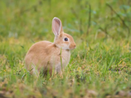 Konijnproof tuin maken voor je konijn buiten