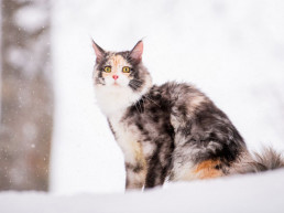 Kat beschermen tegen de kou