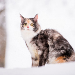 Kat beschermen tegen de kou