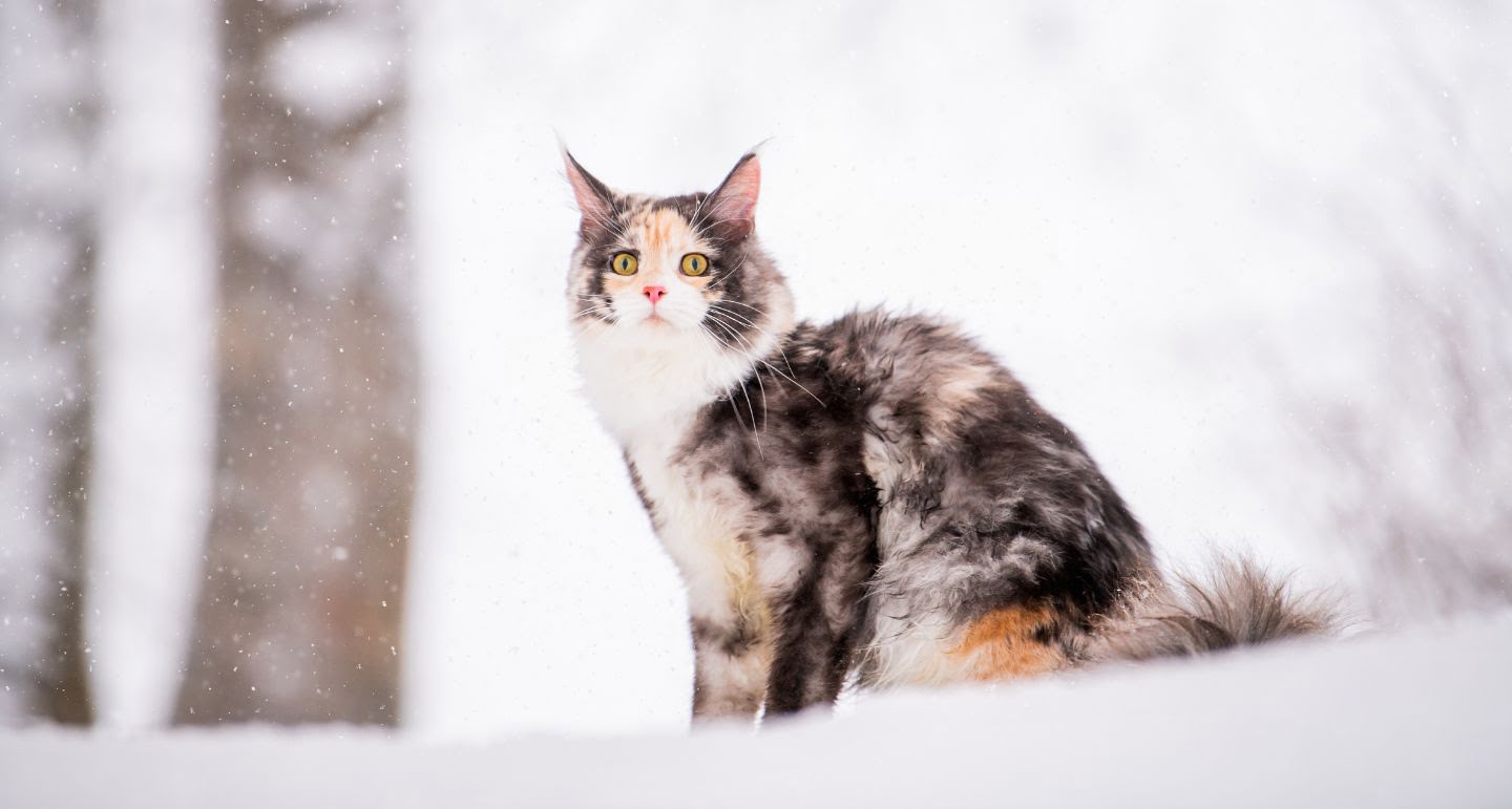 Je Kat Beschermen Tegen De Kou - Pets Place