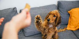 Basis trainen van je hond, kat, knaagdier en vogel