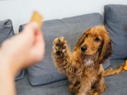 Basis trainen van je hond, kat, knaagdier en vogel