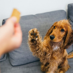 Basis trainen van je hond, kat, knaagdier en vogel
