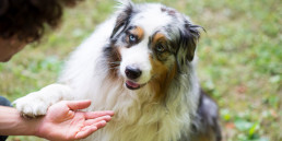 Leukste commando's die je jouw hond of puppy kunt aanleren!