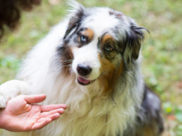 Leukste commando's die je jouw hond of puppy kunt aanleren!