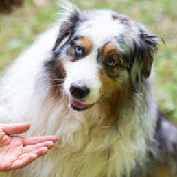 Leukste commando's die je jouw hond of puppy kunt aanleren!