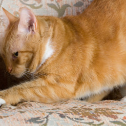 Kat afleren, krabbende kat aan de bank, meubels