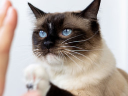 Kat, trainen, leukste trucjes