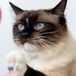 Kat, trainen, leukste trucjes