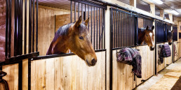 Rhinovirus bij paarden